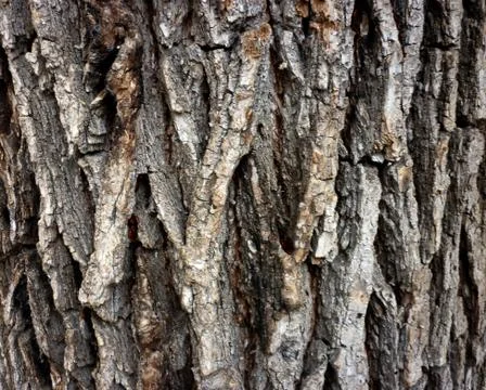 Wood texture Stock Photos