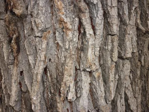 Wood texture Stock Photos