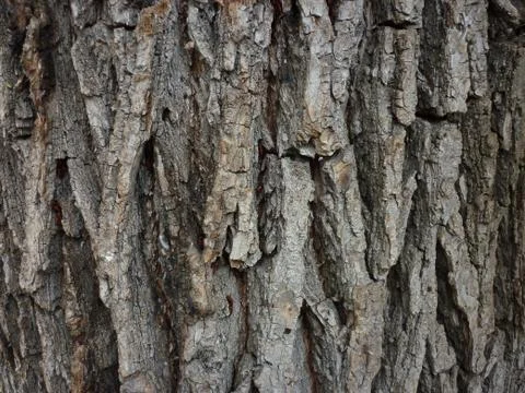 Wood texture Stock Photos