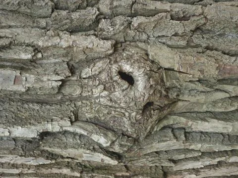 Wood texture Foto stock