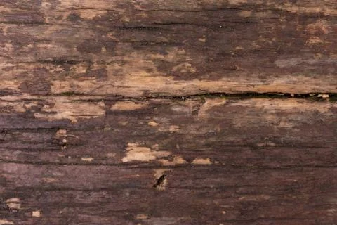  Wood texture Stock Photos