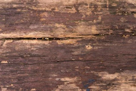  Wood texture Stock Photos