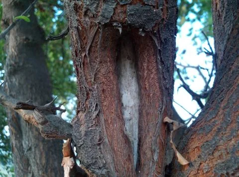 Wood texture Stock Photos