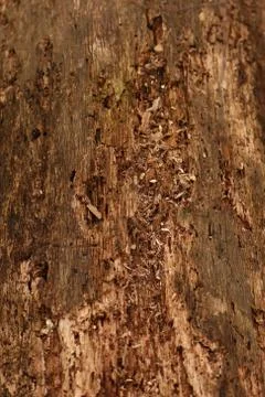 Wood Texture Stock Photos