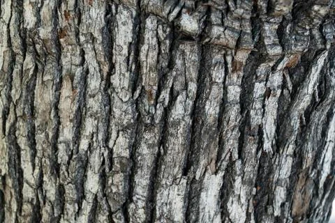 Wood Texture Foto stock