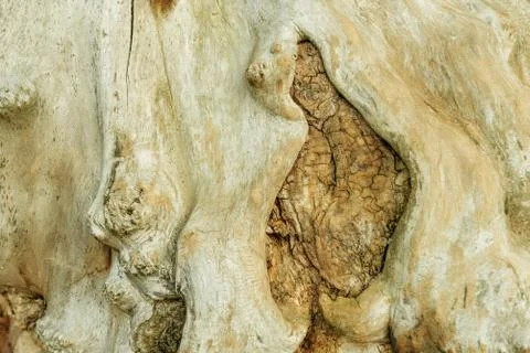 Wood texture Stock Photos
