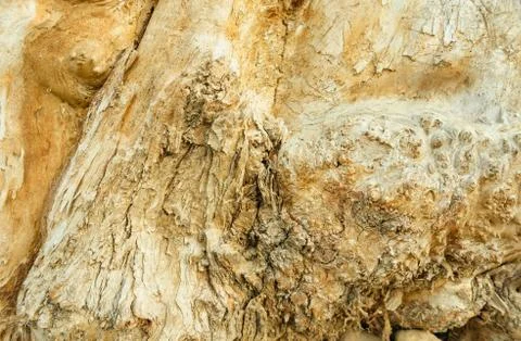 Wood texture Foto stock