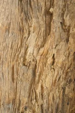 Wood texture Foto stock