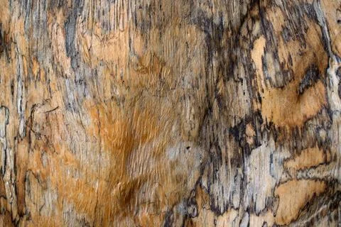 Wood texture Stock Photos