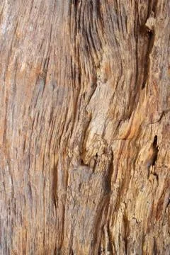 Wood texture Stock Photos