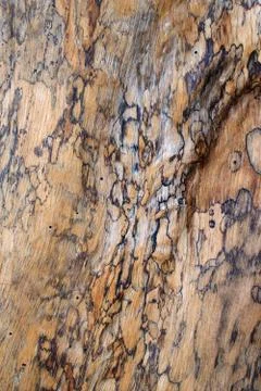 Wood texture Stock Photos