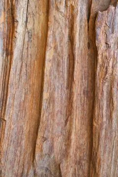 Wood texture Stock Photos