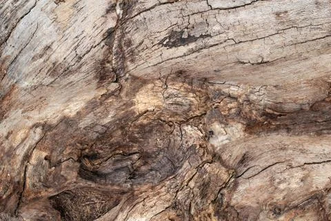 Wood texture Foto stock