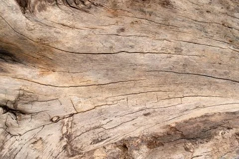 Wood texture Foto stock