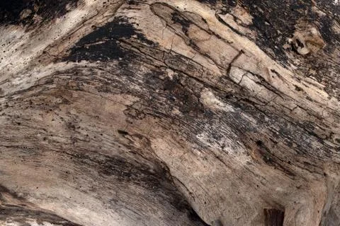 Wood texture Stock Photos