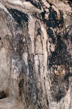 Wood texture Stock Photos