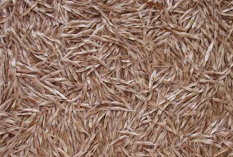 Wood texture. Foto stock