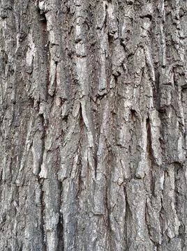 	Wood texture. Stock-Fotos