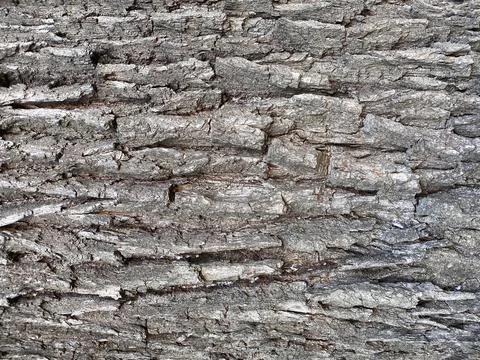 	Wood texture. Foto stock