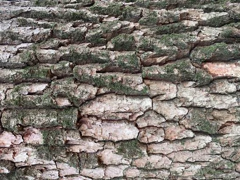 Wood texture. Foto stock