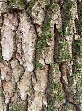 Wood texture.  Stock-Fotos