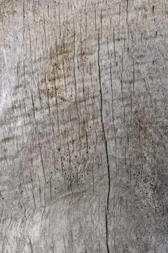 Wood texture Stock Photos