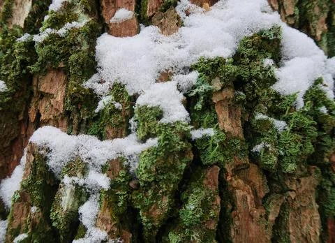 Wood texture Stock Photos