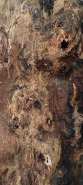 Wood texture  Foto stock