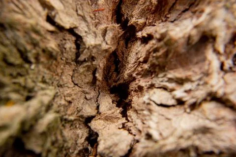 Wood texture Stock Photos