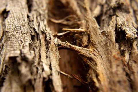 Wood texture Stock Photos