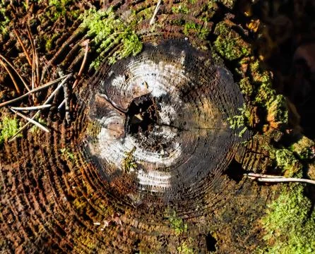 Wood texture Stock Photos