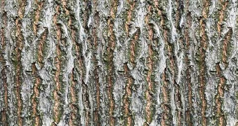 Wood Texture Stock Photos