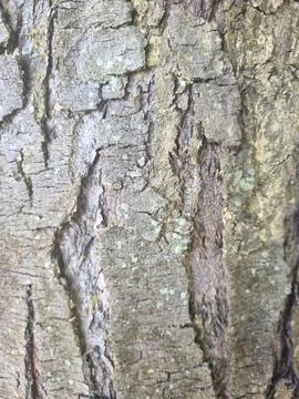 Wood texture Stock Photos