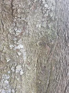 Wood texture Stock Photos