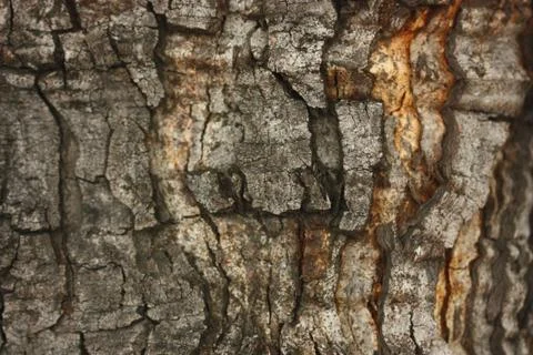 Wood texture from a  pine tree Stock Photos