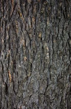 Wood texture on a roadside tree Foto stock