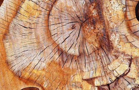 Wood texture in section2 Stock Photos
