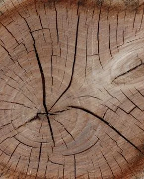 Wood texture shown by cross-section or top view of a tree stump close up 库存照片