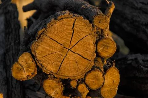 Wood texture at the sundown Stock-Fotos