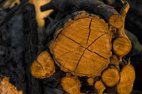 Wood texture at the sunset Foto stock