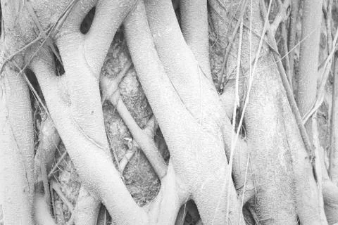 Wood texture surface Fotos de archivo