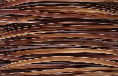 Wood texture. The texture of open dried pods of a catalpa tree without seeds. Foto stock