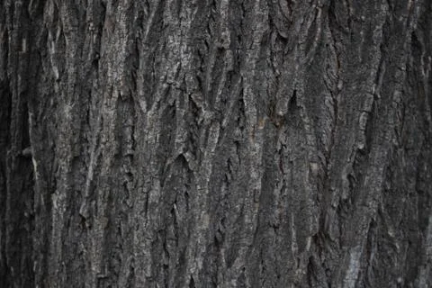 Wood texture, the texture of the tree bark Stockfoto's