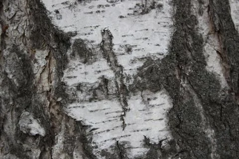 Wood texture, the texture of the tree bark Stockfoto's