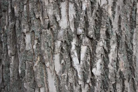 Wood texture, the texture of the tree bark Stockfoto's