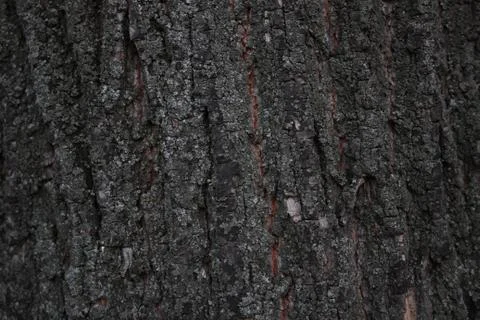 Wood texture, the texture of the tree bark Stockfoto's