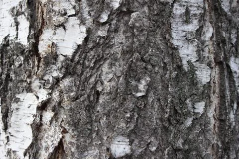 Wood texture, the texture of the tree bark Stockfoto's