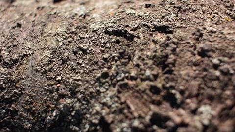 Wood texture. Tree bark. Close-up Stock Photos