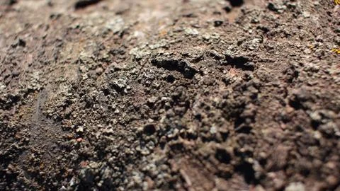 Wood texture. Tree bark. Close-up Stock Photos
