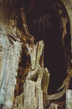 A Wood texture tree closeup shot one Stock Photos
